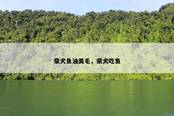 柴犬鱼油美毛，柴犬吃鱼
