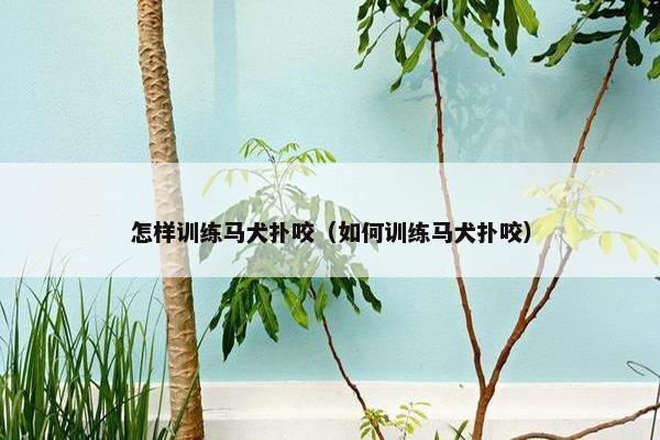 怎样训练马犬扑咬（如何训练马犬扑咬）