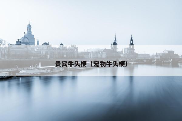 贵宾牛头梗（宠物牛头梗）