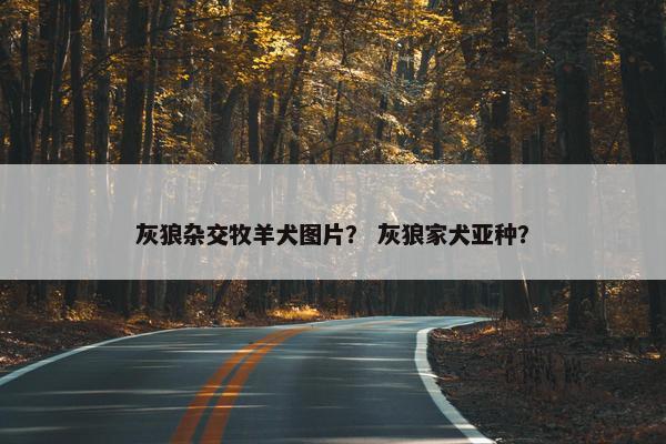 灰狼杂交牧羊犬图片？ 灰狼家犬亚种？