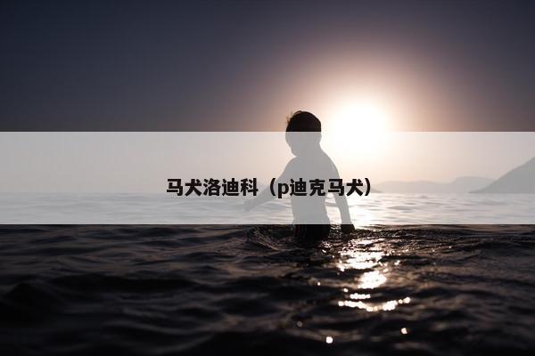 马犬洛迪科（p迪克马犬）