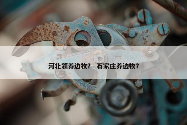 河北领养边牧？ 石家庄养边牧？