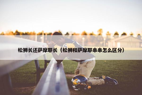 松狮长还萨摩耶长（松狮和萨摩耶串串怎么区分）