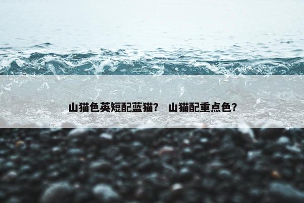 山猫色英短配蓝猫？ 山猫配重点色？