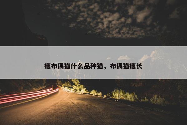 瘦布偶猫什么品种猫，布偶猫瘦长