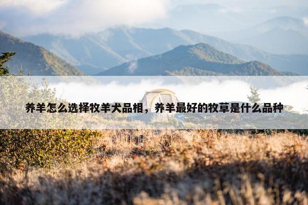 养羊怎么选择牧羊犬品相，养羊最好的牧草是什么品种