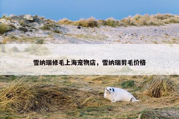 雪纳瑞修毛上海宠物店，雪纳瑞剪毛价格