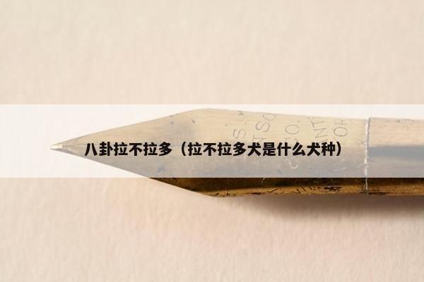 八卦拉不拉多（拉不拉多犬是什么犬种）