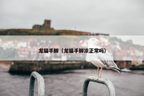 龙猫手脚（龙猫手脚凉正常吗）