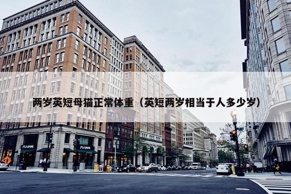 两岁英短母猫正常体重（英短两岁相当于人多少岁）