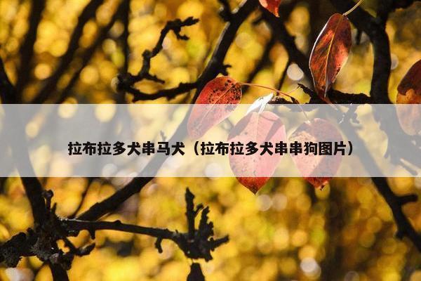 拉布拉多犬串马犬（拉布拉多犬串串狗图片）