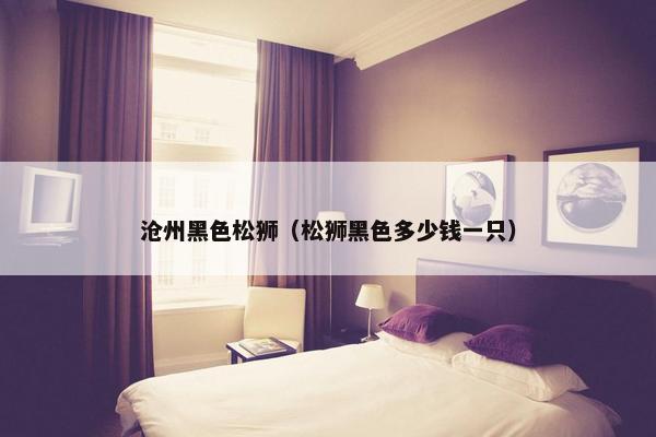 沧州黑色松狮（松狮黑色多少钱一只）