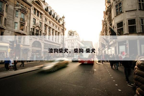 渣狗柴犬，柴狗 柴犬