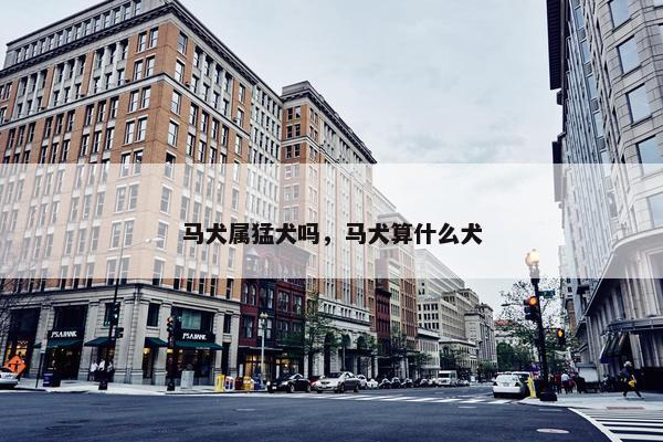 马犬属猛犬吗，马犬算什么犬