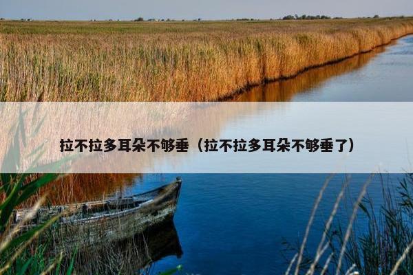拉不拉多耳朵不够垂（拉不拉多耳朵不够垂了）