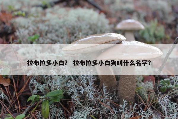 拉布拉多小白？ 拉布拉多小白狗叫什么名字？