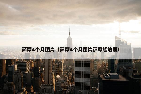 萨摩4个月图片（萨摩4个月图片萨摩尴尬期）