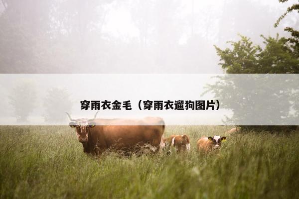 穿雨衣金毛（穿雨衣遛狗图片）