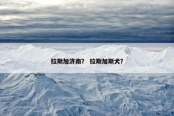 拉斯加济南？ 拉斯加斯犬？