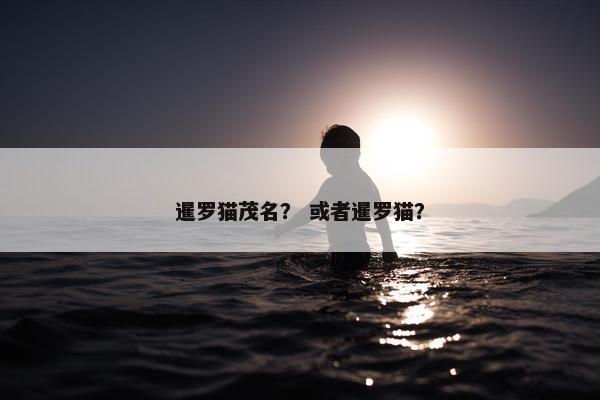 暹罗猫茂名？ 或者暹罗猫？