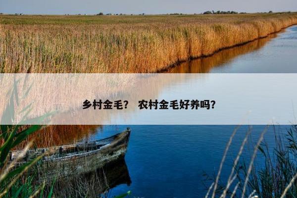 乡村金毛？ 农村金毛好养吗？