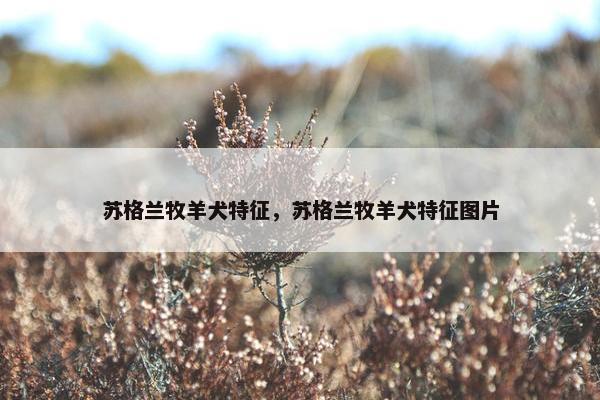 苏格兰牧羊犬特征，苏格兰牧羊犬特征图片