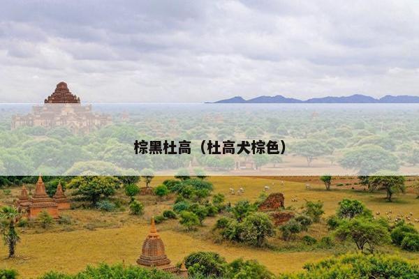 棕黑杜高（杜高犬棕色）