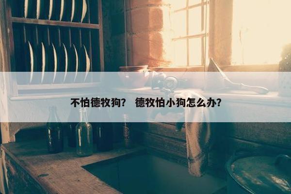 不怕德牧狗？ 德牧怕小狗怎么办？