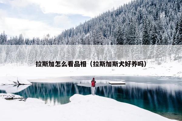 拉斯加怎么看品相（拉斯加斯犬好养吗）