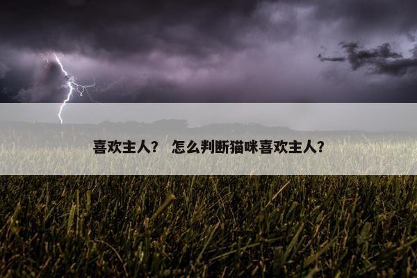 喜欢主人？ 怎么判断猫咪喜欢主人？