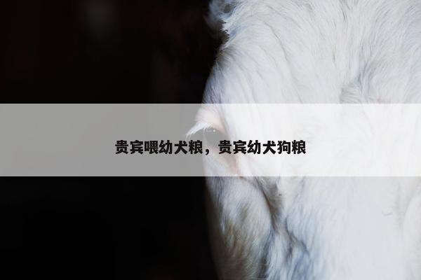 贵宾喂幼犬粮，贵宾幼犬狗粮