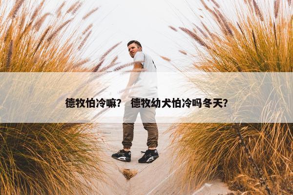 德牧怕冷嘛？ 德牧幼犬怕冷吗冬天？