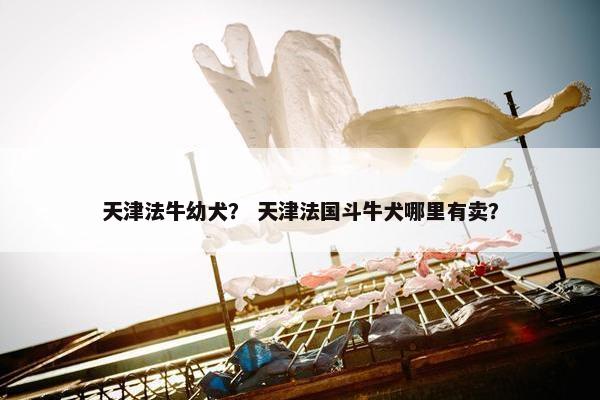 天津法牛幼犬？ 天津法国斗牛犬哪里有卖？