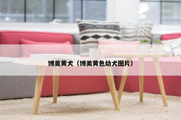 博美黄犬（博美黄色幼犬图片）
