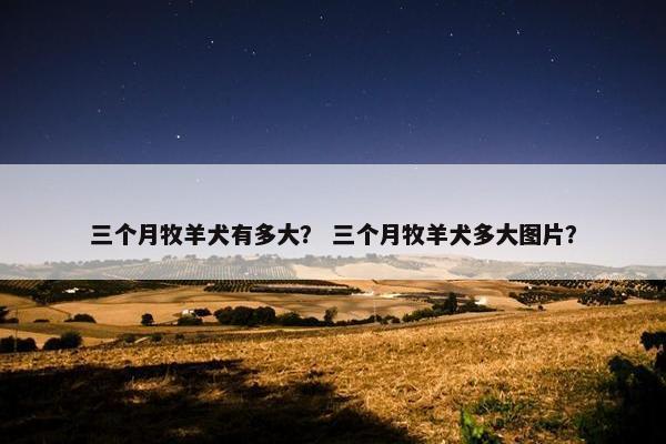 三个月牧羊犬有多大？ 三个月牧羊犬多大图片？