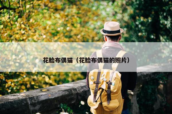 花脸布偶猫（花脸布偶猫的照片）