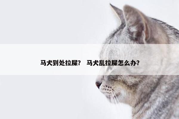 马犬到处拉屎？ 马犬乱拉屎怎么办？
