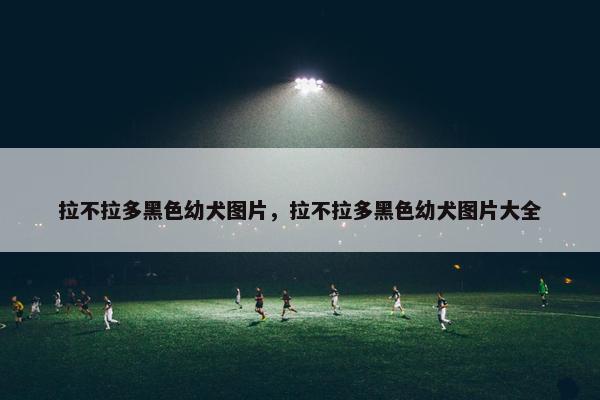拉不拉多黑色幼犬图片，拉不拉多黑色幼犬图片大全