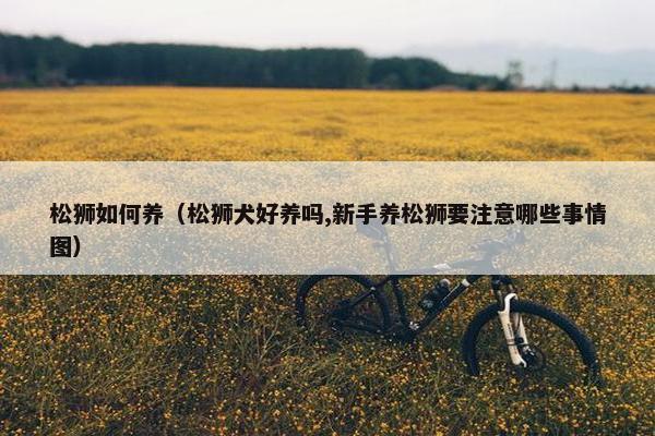 松狮如何养（松狮犬好养吗,新手养松狮要注意哪些事情图）