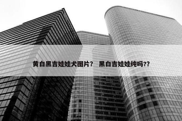 黄白黑吉娃娃犬图片？ 黑白吉娃娃纯吗?？