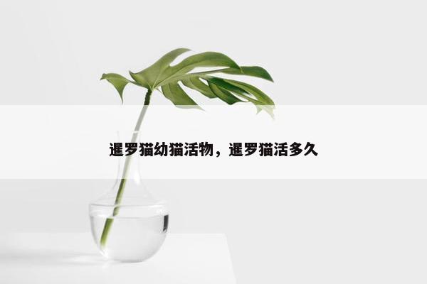 暹罗猫幼猫活物，暹罗猫活多久
