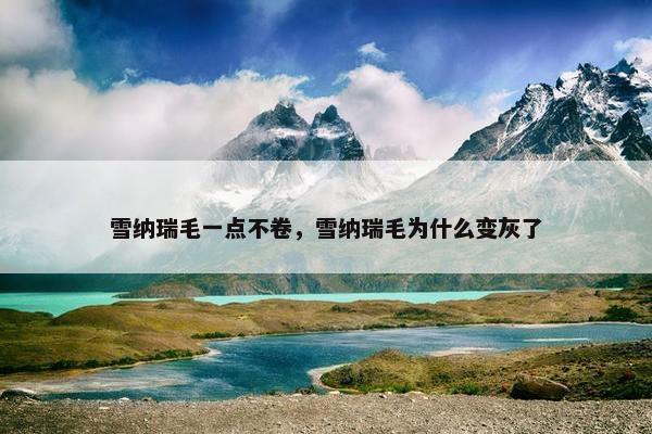 雪纳瑞毛一点不卷，雪纳瑞毛为什么变灰了