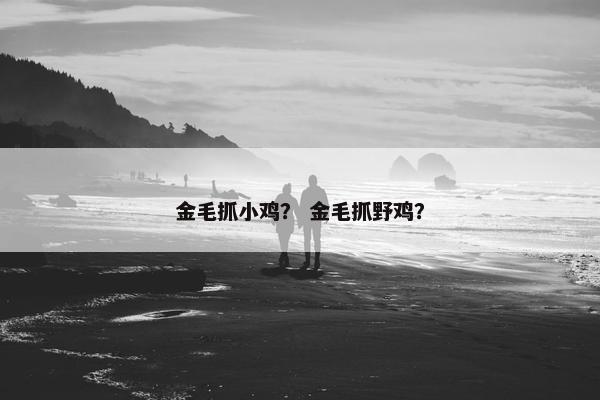 金毛抓小鸡？ 金毛抓野鸡？