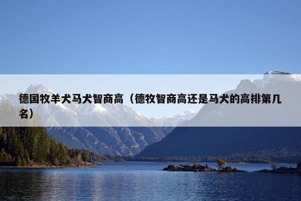 德国牧羊犬马犬智商高（德牧智商高还是马犬的高排第几名）