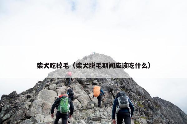 柴犬吃掉毛（柴犬脱毛期间应该吃什么）