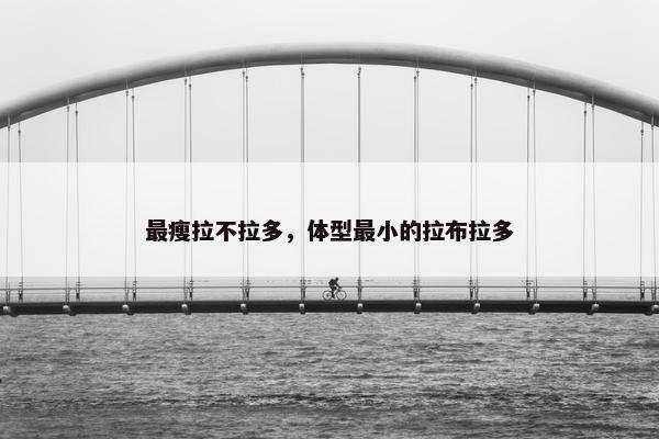 最瘦拉不拉多，体型最小的拉布拉多
