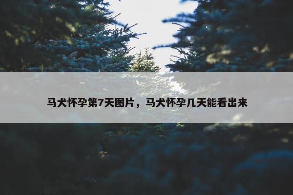 马犬怀孕第7天图片，马犬怀孕几天能看出来