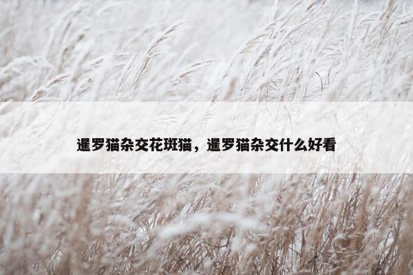 暹罗猫杂交花斑猫，暹罗猫杂交什么好看