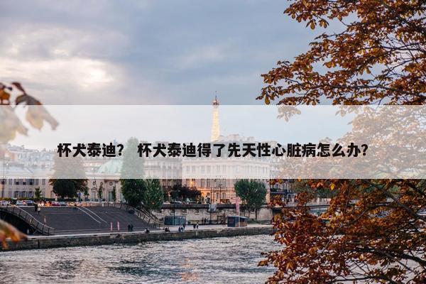 杯犬泰迪？ 杯犬泰迪得了先天性心脏病怎么办？