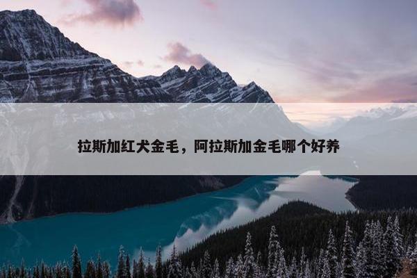 拉斯加红犬金毛，阿拉斯加金毛哪个好养